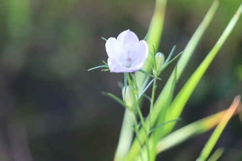 Common Harebell