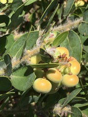 Arctostaphylos catalinae