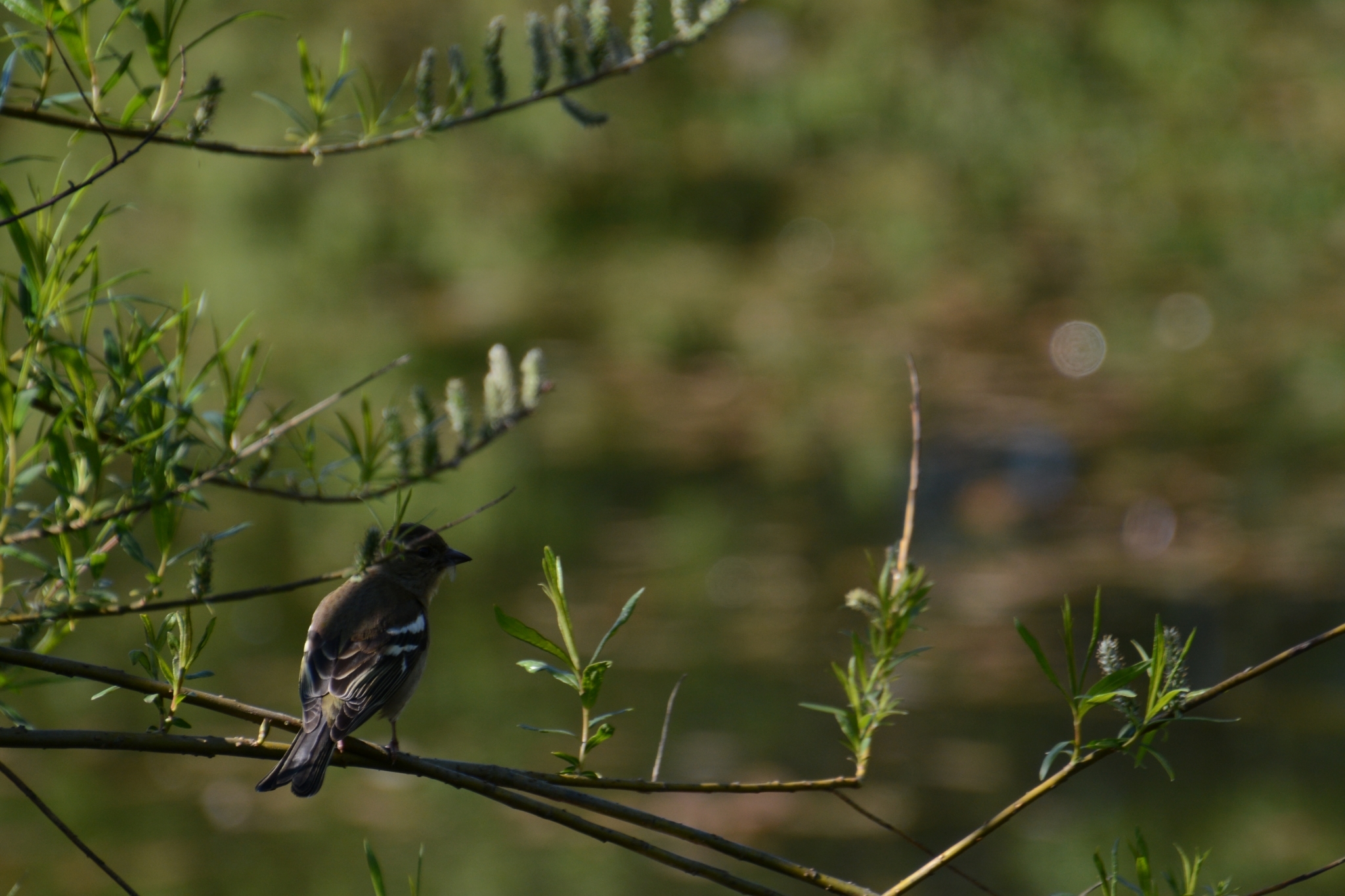 Eurasian Chaffinch