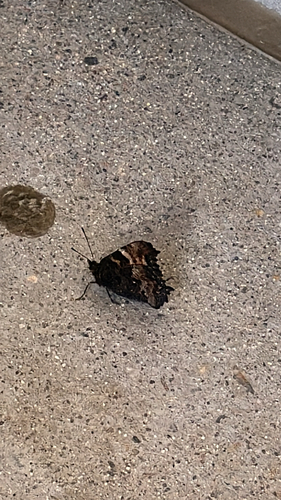California Tortoiseshell
