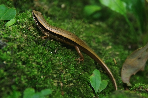Sphenomorphus indicus observed 2026-09-30