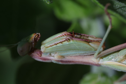 Mediterranean Mantis
