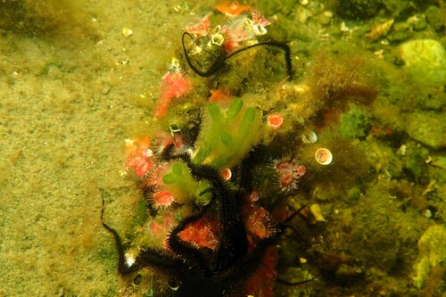 Serpula vermicularis observed 2026-09-30