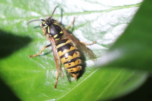 Common European Yellowjacket