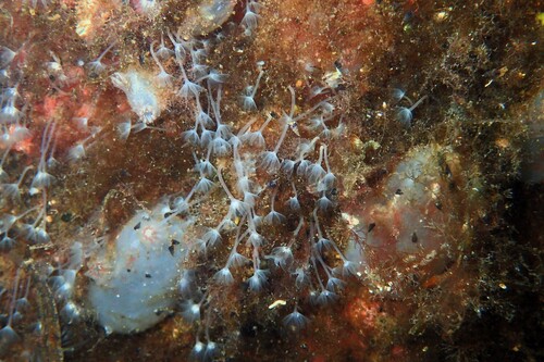 Phoronis hippocrepia observed 2026-09-30