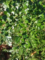 Azara microphylla