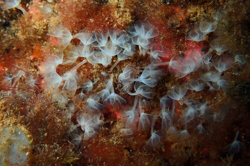 Phoronis hippocrepia observed 2026-09-30