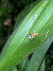 Clusiidae