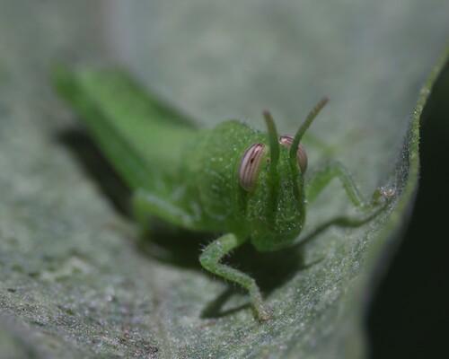 Gray Bird Grasshopper