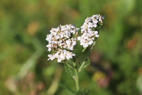 common yarrow