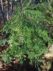 Azara microphylla