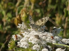 Melanargia arge