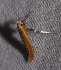 Caloptilia invariabilis