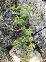 Tithymalus