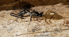 Echthrus niger