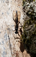 Echthrus niger