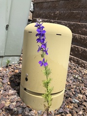Delphinium consolida
