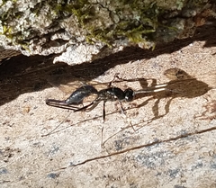Echthrus niger
