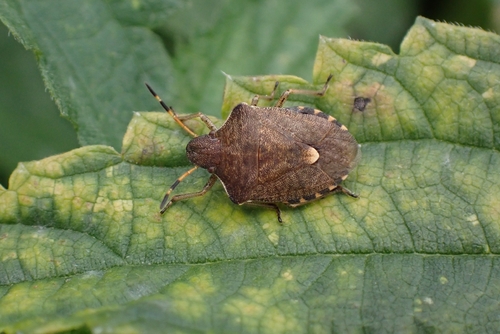 Vernal Shield Bug