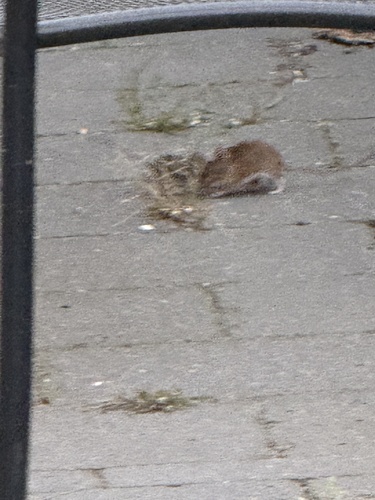 European Wood Mouse