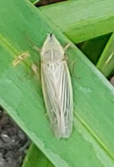 Draeculacephala savannahae