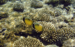 Chaetodon austriacus