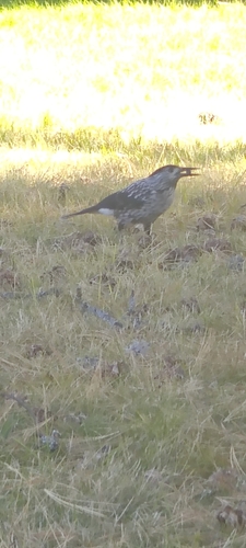 Northern Nutcracker