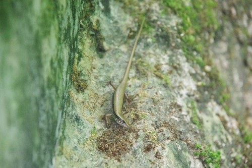 Sphenomorphus indicus observed 2026-09-30