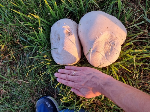 giant puffball