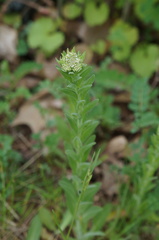 Lepidium campestre