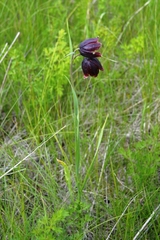 Fritillaria meleagroides