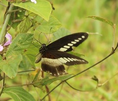 Papilio echerioides
