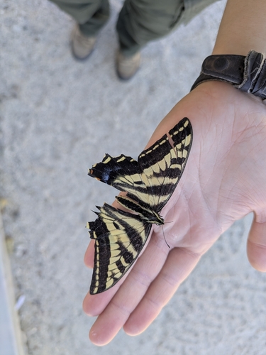 Pale Swallowtail