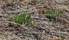 Saussurea pseudotilesii