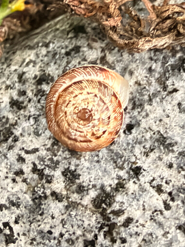 Wrinkled Snail