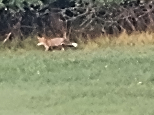 Red Fox