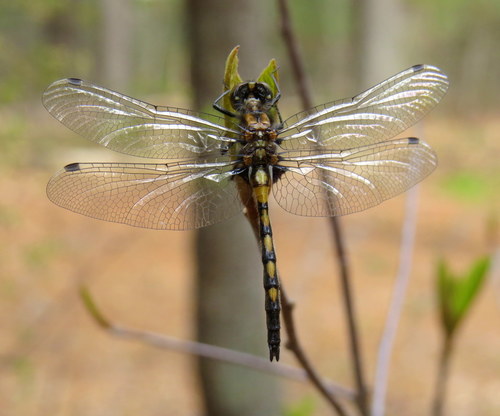 Hudsonian Whiteface photo 3