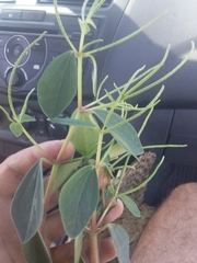 Peperomia increscens