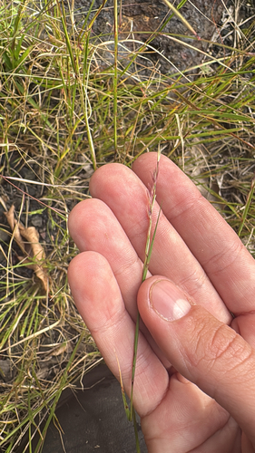Sporobolus vaginiflorus, 2026-09-30