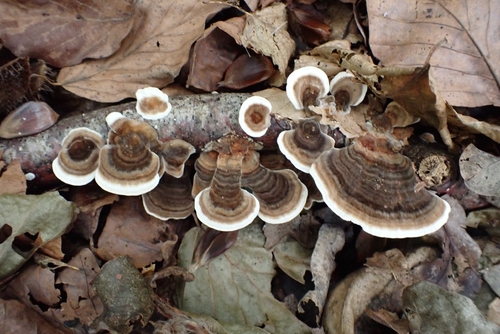 turkey-tail