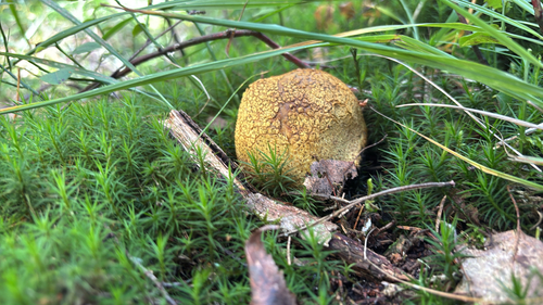 common earthball