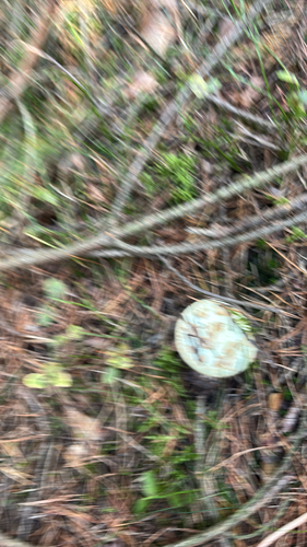 False Death-cap