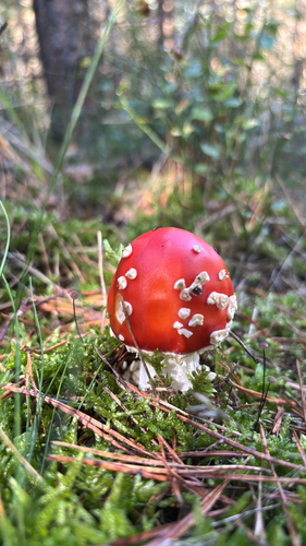 Fly Agaric