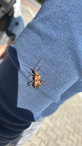 Western Conifer Seed Bug