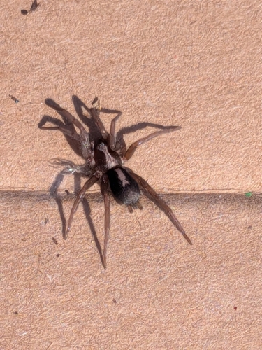 Western Parson Spider