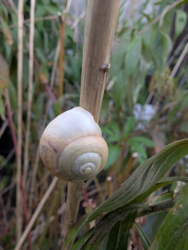 Bush snail