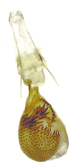 Prorella albida