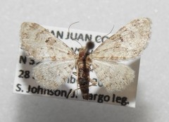 Prorella albida