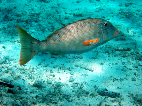 Lethrinus xanthochilus observed 2026-09-29