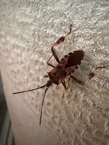 Western Conifer Seed Bug